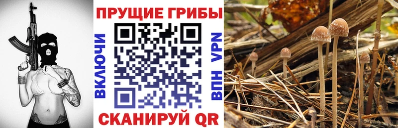 Галлюциногенные грибы Cubensis Белоусово